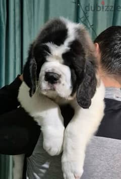 champion bloodline saint bernard puppies , Giant size 0