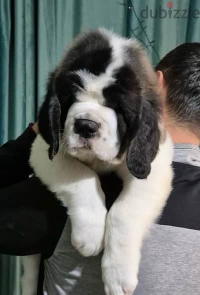 champion bloodline saint bernard puppies , Giant size