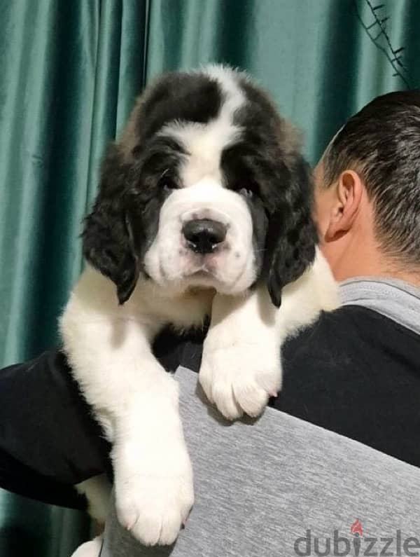 champion bloodline saint bernard puppies , Giant size 1