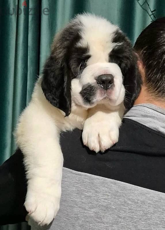 champion bloodline saint bernard puppies , Giant size 2