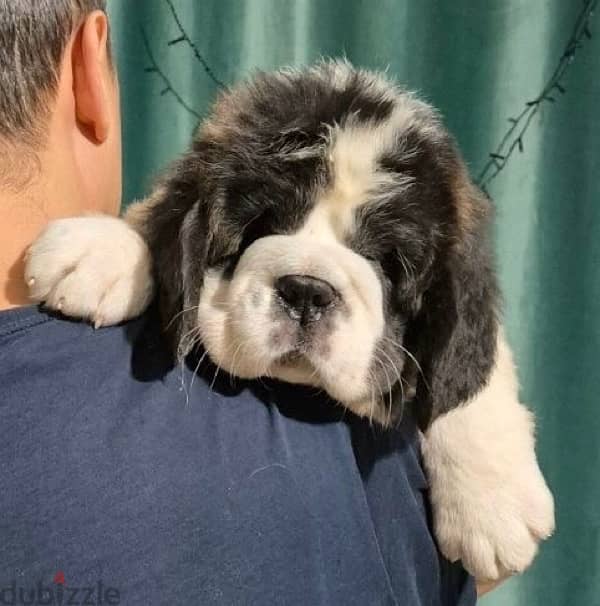 champion bloodline saint bernard puppies , Giant size 4