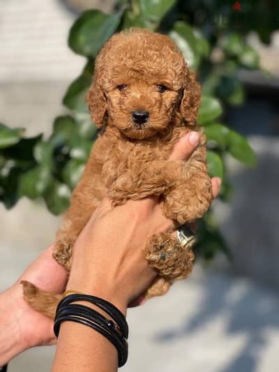 best toy poodle puppies, imported parents