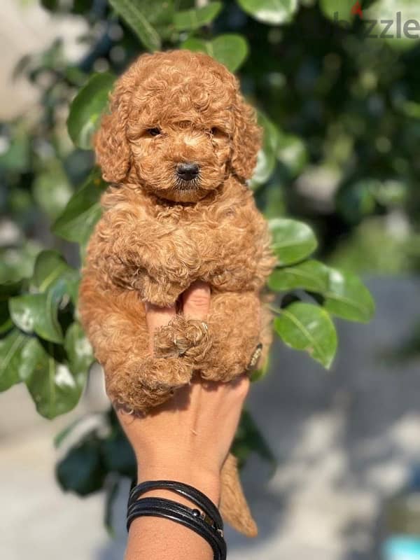 best toy poodle puppies, imported parents 1