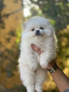 premium quality mini Pomeranian puppies , imported parents 0