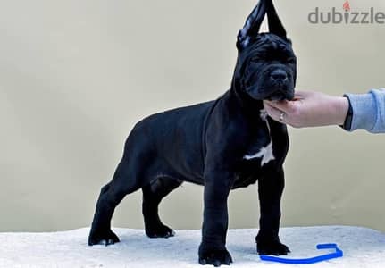 champion bloodline cane corso puppies