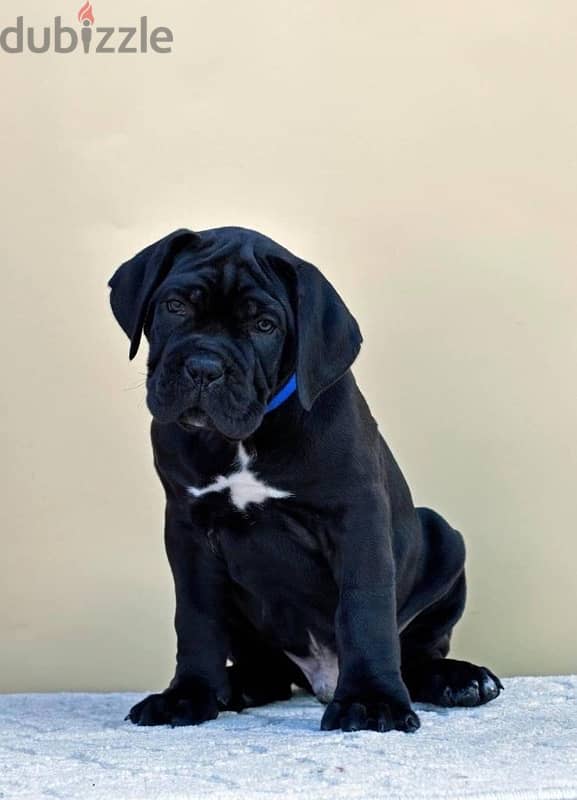 champion bloodline cane corso puppies 2