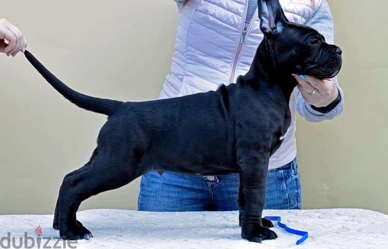 champion bloodline cane corso puppies 3