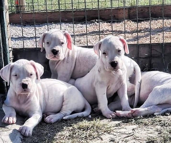 champion bloodline dogo argentino puppies , top quality 0