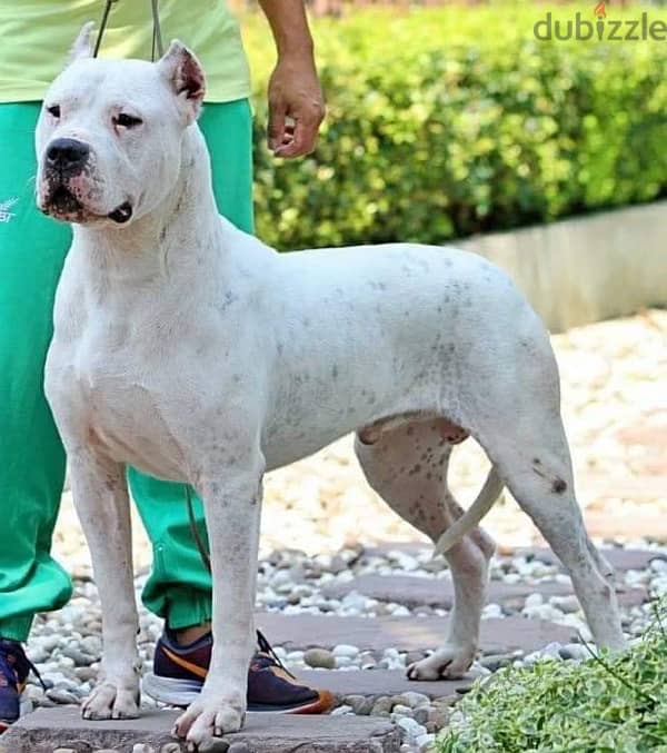 champion bloodline dogo argentino puppies , top quality 1