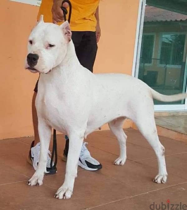 champion bloodline dogo argentino puppies , top quality 2