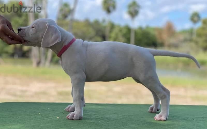 champion bloodline dogo argentino puppies , top quality 4