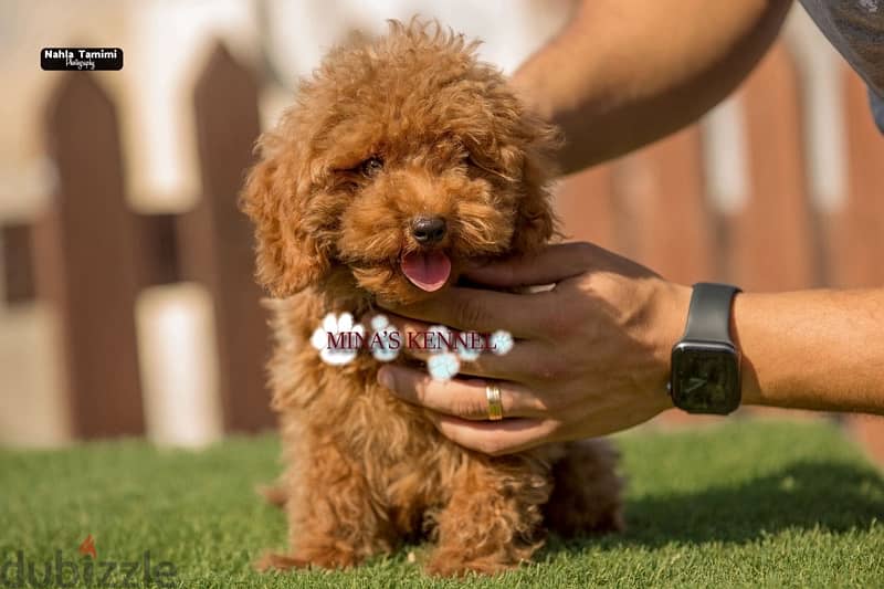 best mini toy poodle puppy /احسن جراوي توي بودل ميني 0