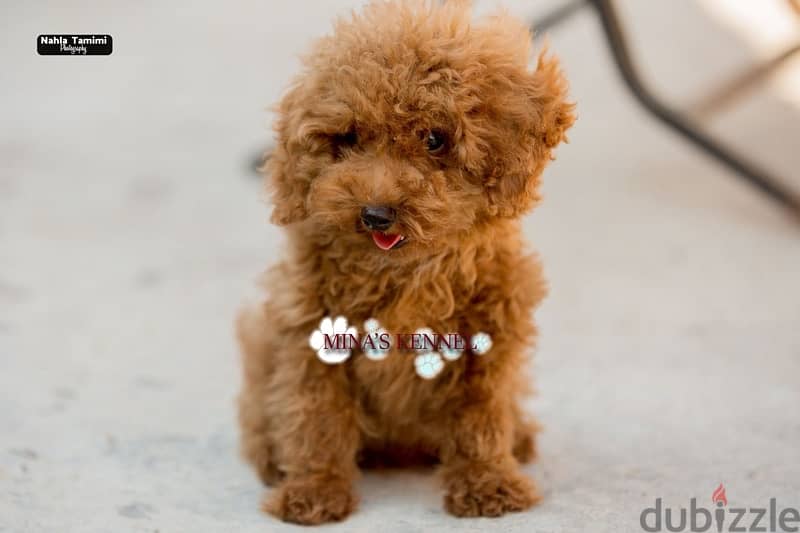 best mini toy poodle puppy /احسن جراوي توي بودل ميني 1