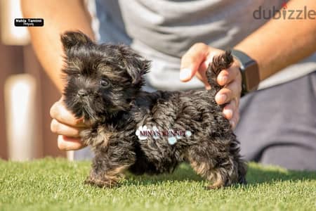 best mini yorkshire puppy / احسن جراوي يورك شاير حجم ميني