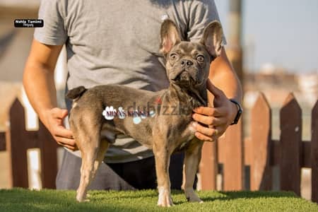 french bulldog male blue tan color/للبيع جرو فرنش بولدوج لون بلو تان