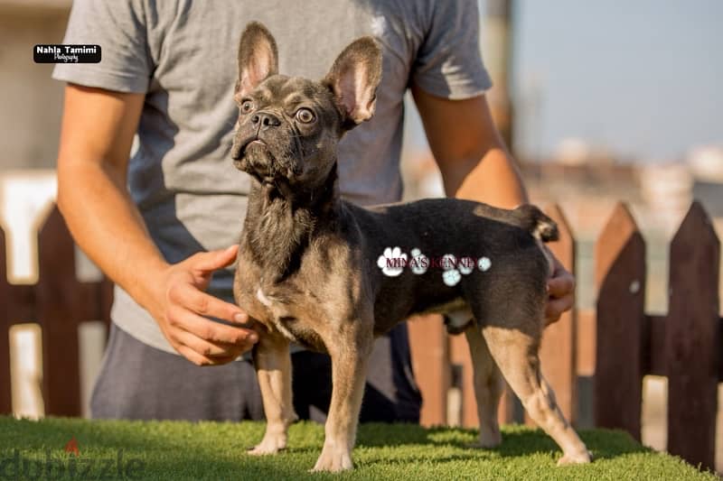 french bulldog male blue tan color/للبيع جرو فرنش بولدوج لون بلو تان 1