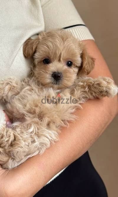 maltipoo puppies مالتيبو