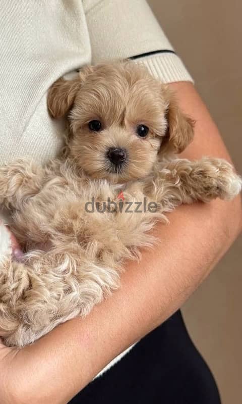 maltipoo puppies مالتيبو 0