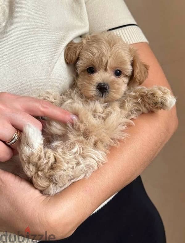 maltipoo puppies مالتيبو 1