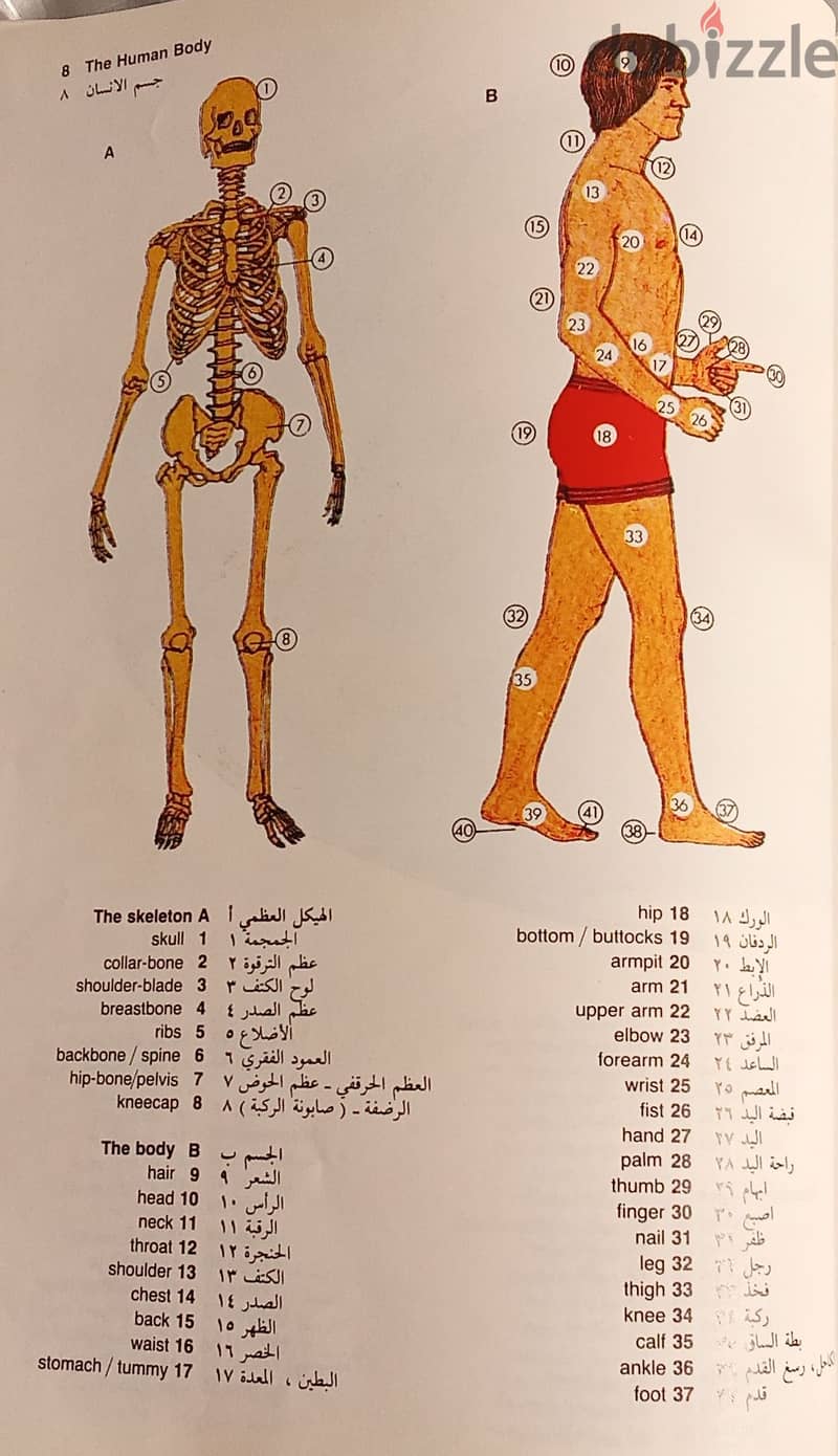 تعليم الانجليزية اطفال شباب اباء معلمين موسوعة وقاموس 10