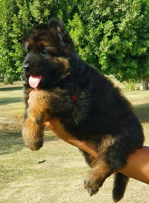 جراوي جيرمن شيبرد ذكر انثي شولاين  German shepherd puppy male female 2