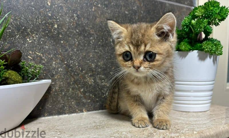 British Shorthair Chocolate Gold 0