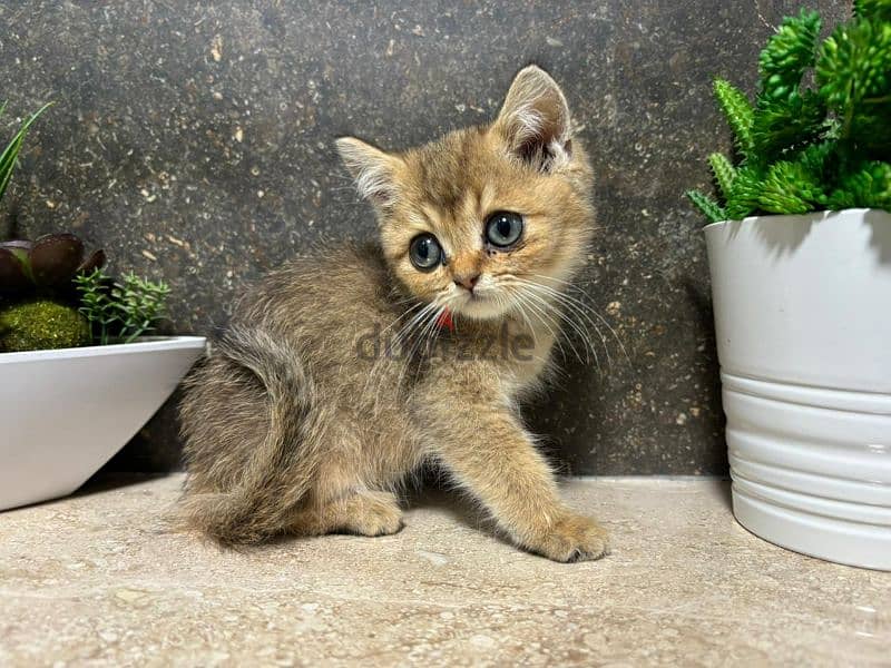 British Shorthair Chocolate Gold 1