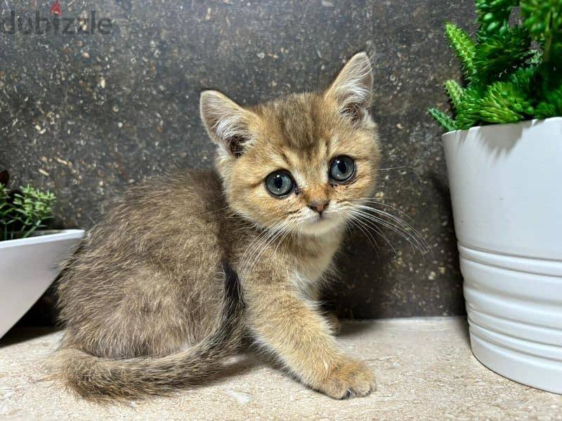 British Shorthair Chocolate Gold 2