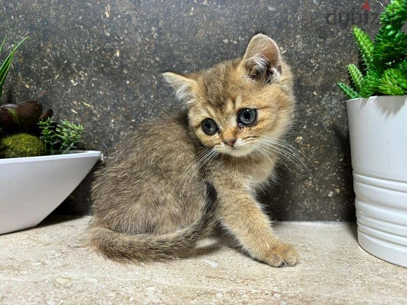 British Shorthair Chocolate Gold 3