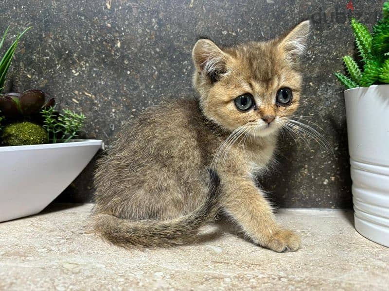 British Shorthair Chocolate Gold 4