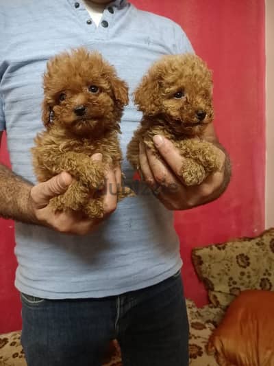 poodle teacup