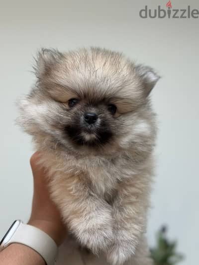 pomeranian teacup