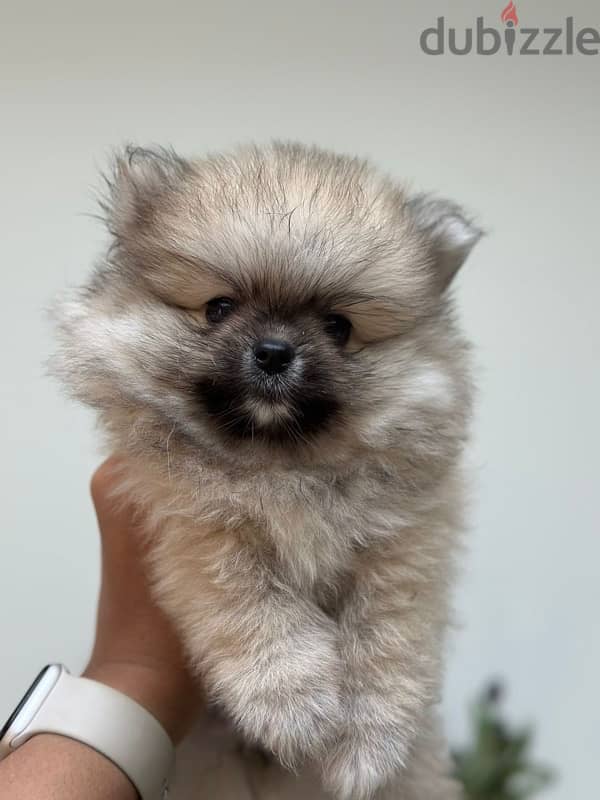 pomeranian teacup 0