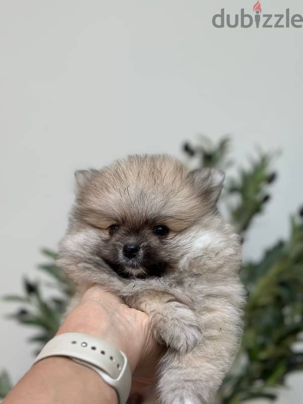 pomeranian teacup 1