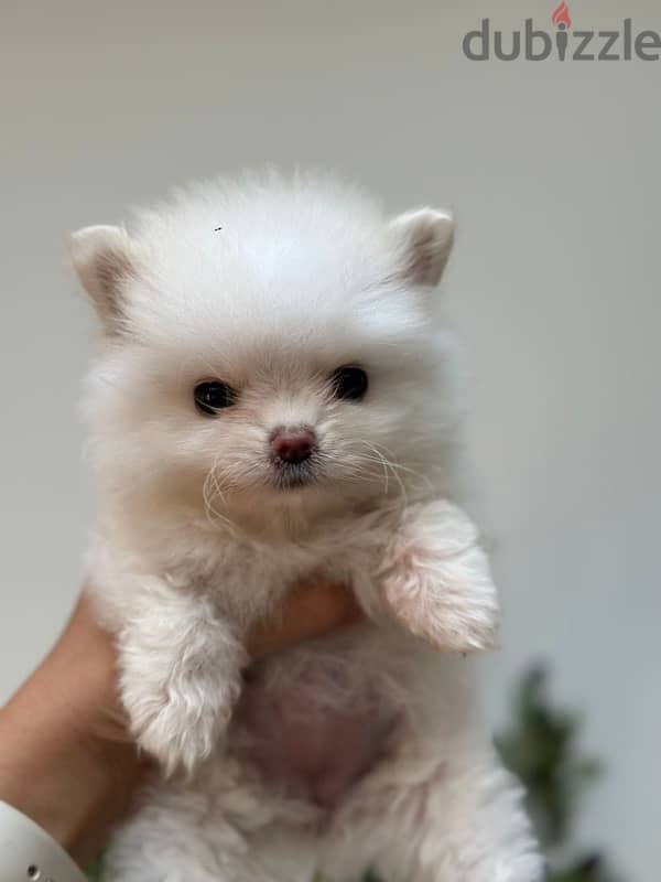 pomeranian teacup 4