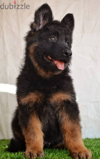 جراوي جيرمن شيبرد ذكر ولد بنت انثي  German shepherd Female male