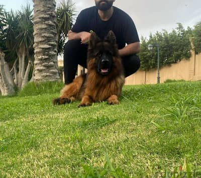 جراوي جيرمن شيبرد ذكر ولد بنت انثي  German shepherd Female male