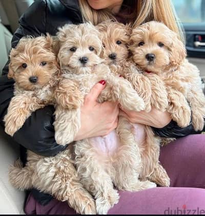 maltipoo puppies جراوي مالتيبو