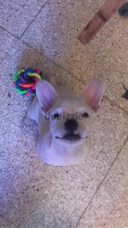 French Bulldog 0