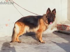 female German Shepard 0