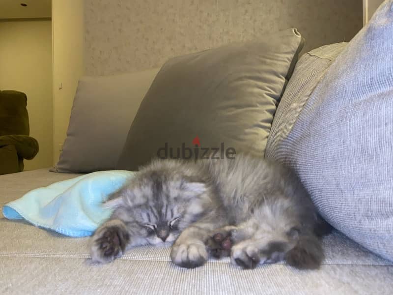 adorable Scottish fold for sale 0