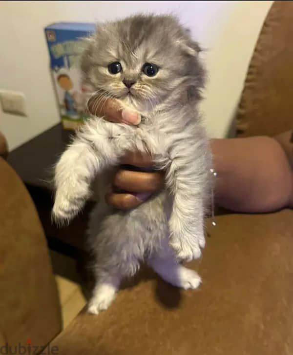 adorable Scottish fold for sale 2