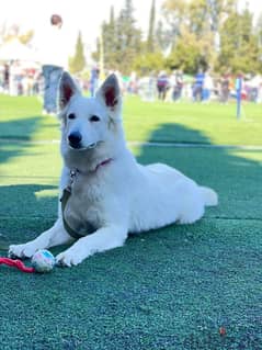 white swiss shepherd high quality female 0