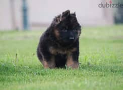 puppies German shepherd male and female جراوى جيرمن شيبرد ذكر انثى 0