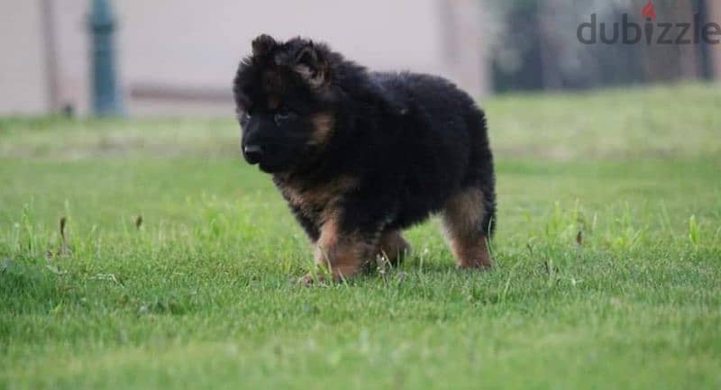 puppies German shepherd male and female جراوى جيرمن شيبرد ذكر انثى 2