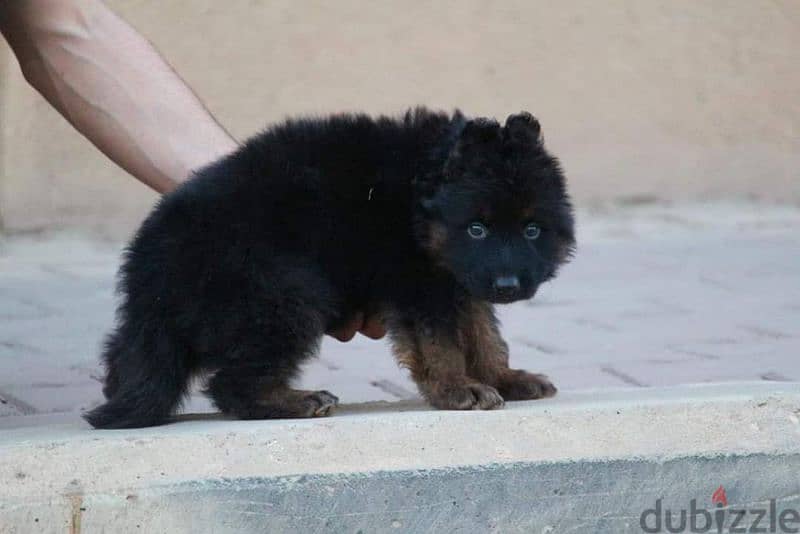 puppies German shepherd male and female جراوى جيرمن شيبرد ذكر انثى 3