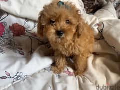 teacup poodle male out of imported parents 0