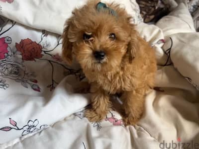 teacup poodle male out of imported parents