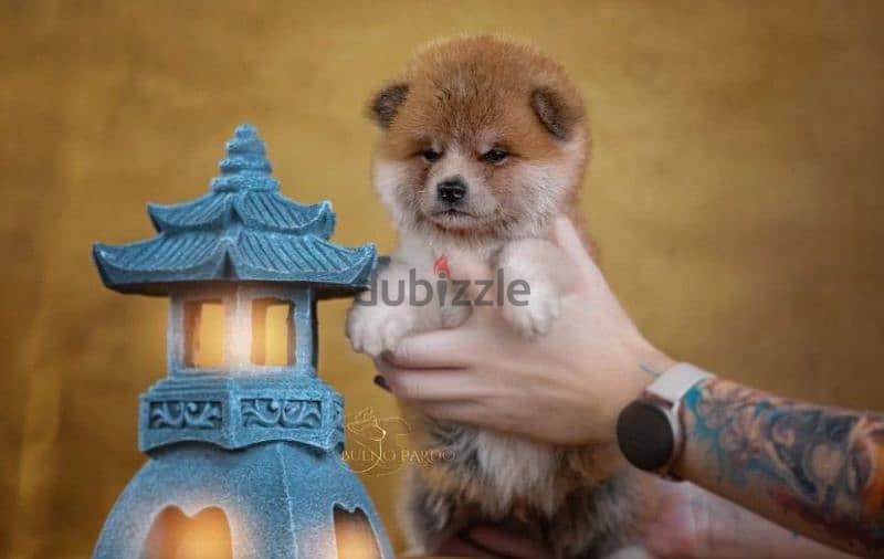 akita inu puppy boy from Russia 0