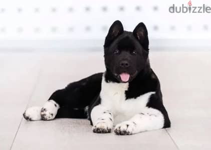 American Akita puppy boy from Russia